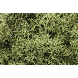 L161	Spring Green Lichen สี สปริงกรีน (32015)